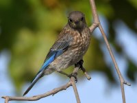 Bluebird14.jpg