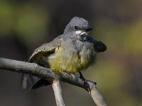 Kingbird5.jpg