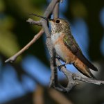 Hummer3.jpg