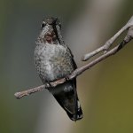 Hummer9.jpg