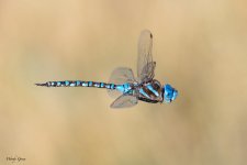 DragonflyFlight-966.jpg