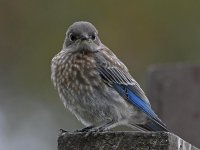 Bluebird8.jpg
