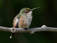 Hummer5.jpg