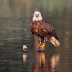 EagleWater-966.jpg