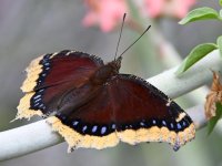 MourningCloak.jpg