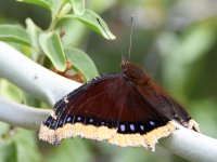 MourningCloak5.jpg