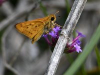 Skipper.jpg