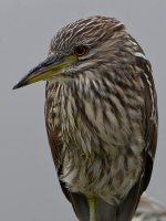 BCNH4.jpg