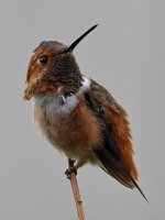 Hummer6.jpg