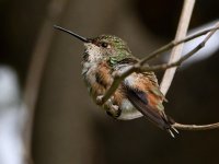 Hummer17.jpg