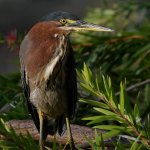 GreenHeron4.jpg