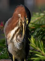 GreenHeron5.jpg
