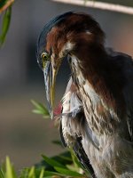 GreenHeron12.jpg