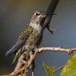 Hummer.jpg