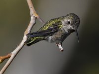 Hummer8.jpg