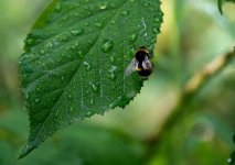 Bee4.jpg
