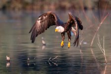 EagleFlight-970.jpg