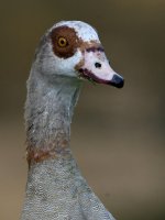 Goose2.jpg