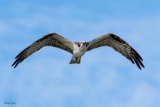 OspreyInFlight-970.jpg