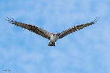 OspreyInFlight-971.jpg