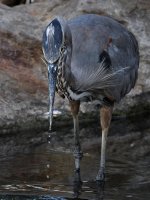 BlueHeron.jpg