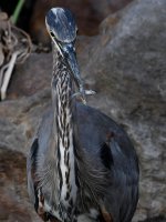BlueHeron2.jpg