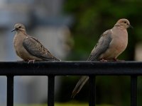 Dove2.jpg