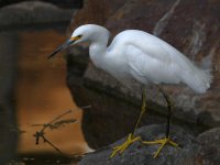 Egret3.jpg