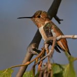 Hummer3.jpg