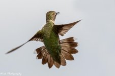 20210808Ruby Throated hummingbirds-RD5_2154.jpg