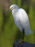 Egret2.jpg