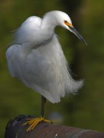 Egret10.jpg