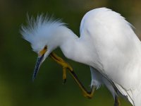 Egret17.jpg