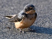 Swallow.jpg