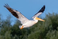 PelicanFlight-970.jpg