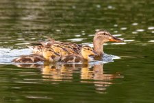 DuckFamily-970.jpg