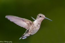 20210808Ruby Throated hummingbirds-RD5_2257.jpg