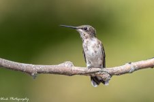 20210808Ruby Throated hummingbirds-RD5_2259.jpg