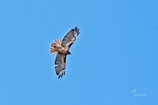 08-12-21-CR-_D501758-ON1.jpg