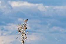 08-12-21-CR-_D501769-ON1.jpg
