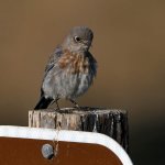 Bluebird.jpg