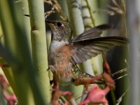 Hummer3.jpg
