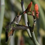 Hummer11.jpg