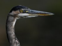 BlueHeron2.jpg