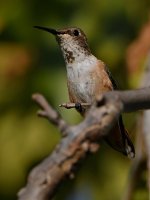Hummer.jpg