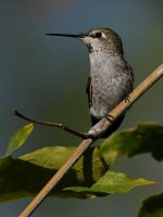 Hummer13.jpg