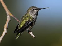 Hummer21.jpg