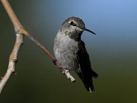 Hummer25.jpg