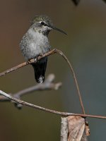 Hummer30.jpg