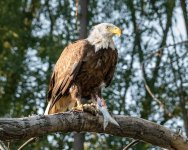 EagleBadAss-971.jpg